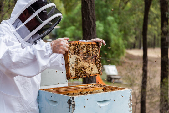 Apiculturist shaking bees from frame on honeycomb