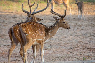 Naklejka na ściany i meble spotted dear gazing at ranthambore national forest of Rajasthan