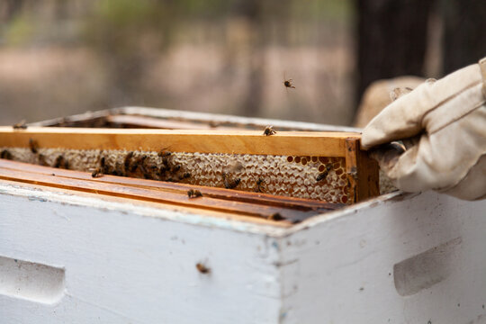 Beekeeper harvesting frames of honey from beehive Super