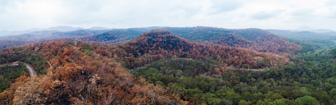 Burnt trees along ridgeline of hills in putty area, sky filled with smoke haze