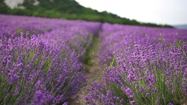 Lavender flower blooming scented fields in endless rows on sunset. Selective focus on Bushes of lavender purple aromatic flowers at lavender fields