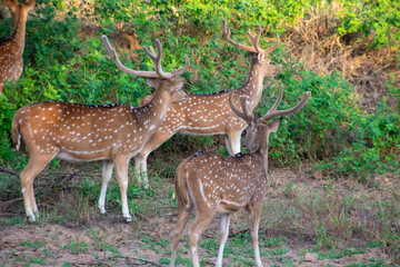 Naklejka na ściany i meble spotted dear gazing at ranthambore national forest of Rajasthan