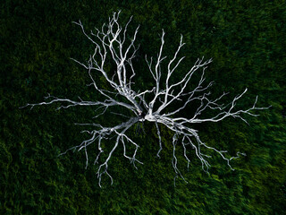 Overhead view of dead tree on grassy landscape