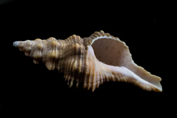 High resolution stacked micro / macro image of a sea shell, on a black background.
