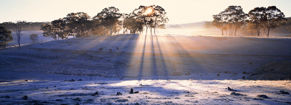 Rays of light shining through gum trees on a frosty hillside