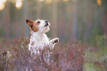 Dog in the colors of heather. jack russell terrier in the forest