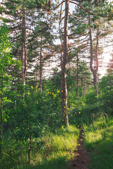 Forest in spring, natural background