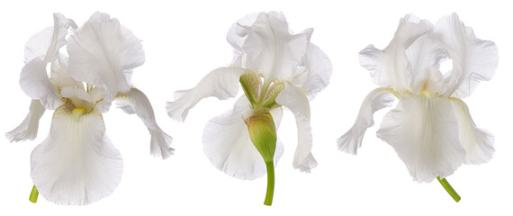 Three iris flower heads on green vertical stem isolated on white background