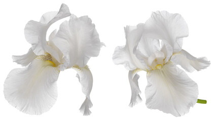 Iris flower head on stem set isolated on white background