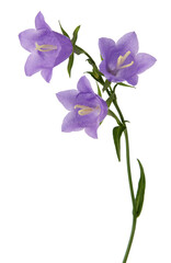 Fototapeta na wymiar Bluebell blue flower on stem with green leaves isolated on white background