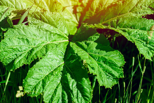 Heracleum, cow parsnip,parsnip. Green large leaves of a fast growing weed