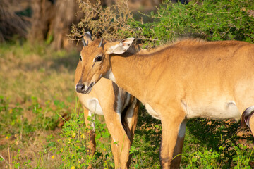 Naklejka na ściany i meble common eland gazing at ranthambore of rajasthan