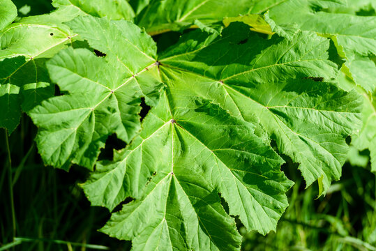 Heracleum, cow parsnip,parsnip. Green large leaves of a fast growing weed