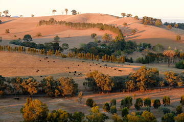 Cows grazing on a Lurg farm