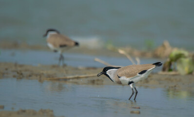 some wild birds are collecting food from the water ar the rive with their own habitat .