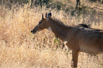 Obraz na płótnie Canvas common eland gazing at ranthambore of rajasthan