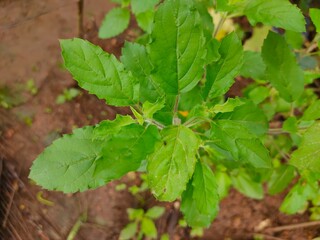 Topper view of mint leaves in the garden.