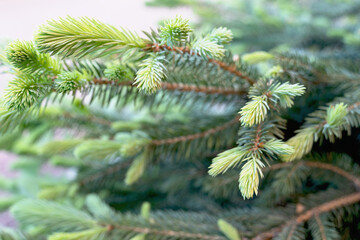 Green background made of fir branches.