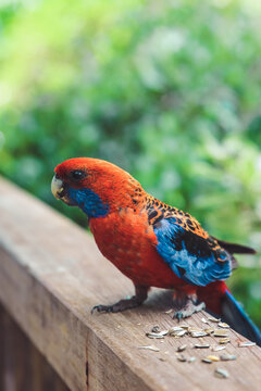 Close up of Crimson Rosella eating seeds on railing of a veranda