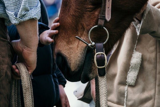 Hand holds reins and the horse being patted by child's hand..