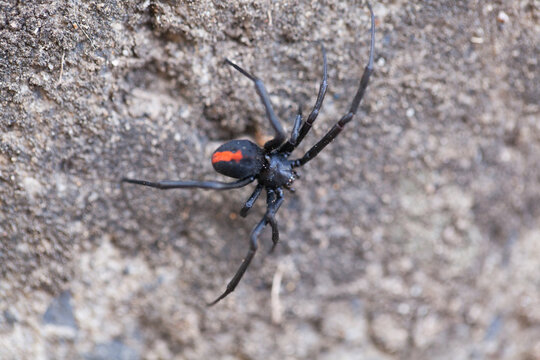 Redback Spider in the backyard