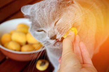 A gray Scottish cat eats freshly ripened sweet apricots harvested in June.