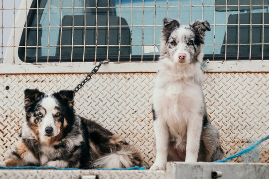 Two working dogs sit on ute.