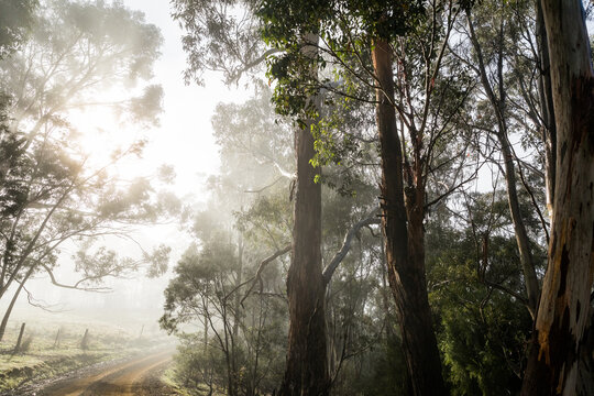 Foggy scene with trees and dirt road