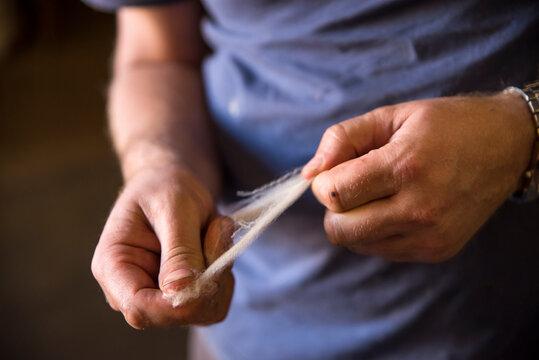 Roustabout holding a piece of fleece in a shearing shed.