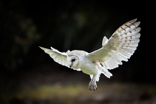 An Australian Masked Owl in flight
