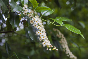 birch leaves in spring