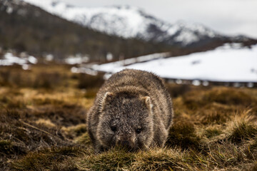 Wombat in the snow