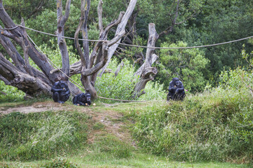gorilla in the forest