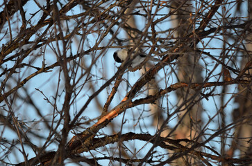 small sparrow in birch tree