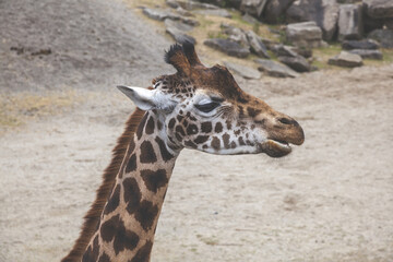 Obraz premium giraffe in the wild