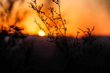 Twigs silhouetted against sunset in mountains