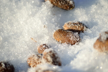moose poop in snow
