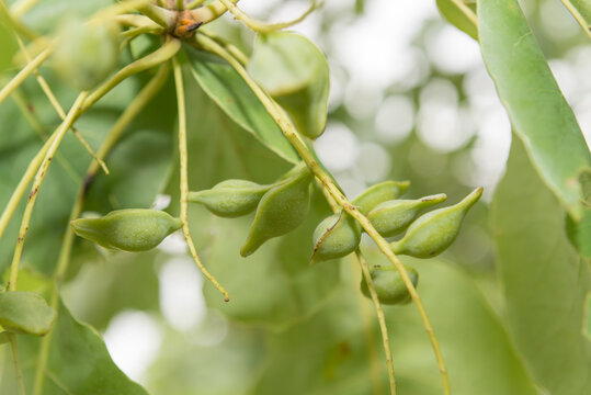 Kakadu Plums