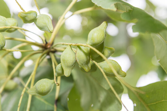 Kakadu Plums