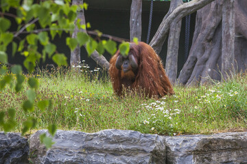 brown orang