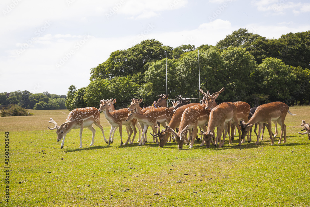 Wall mural group of deers in the park