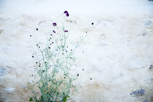 Pin-cushion flower against stone wall