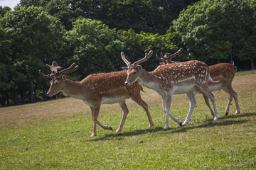 deer in the park