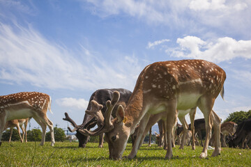 deer in the park