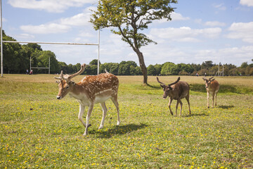 deer in the park