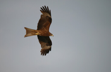 Soaring through the Sky