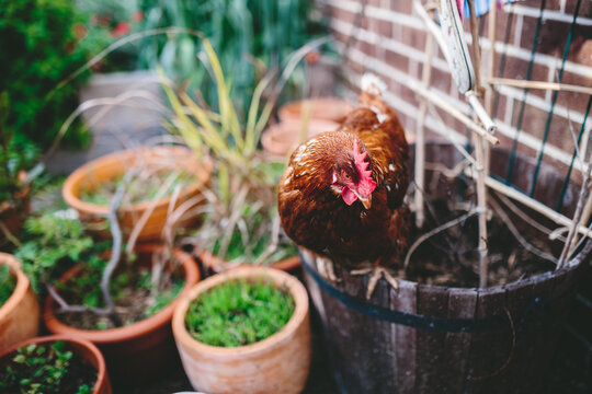 Chicken perching in the garden