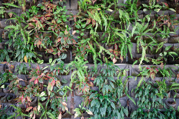 Ornamental plant with green leaves hanging on vertical garden