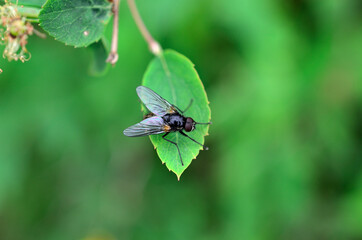 small flie sitting on green leaf macro photo