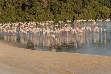 Pink Flamingos in a lake